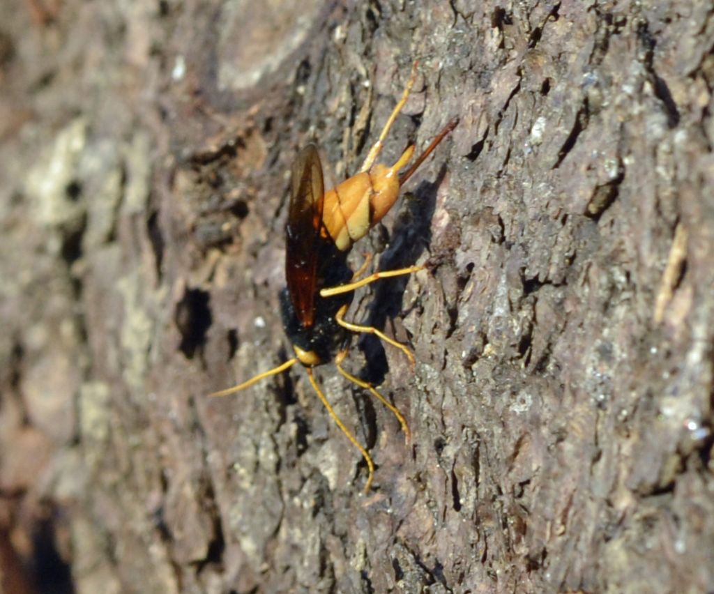 Urocerus gigas, Siricidae, femmina